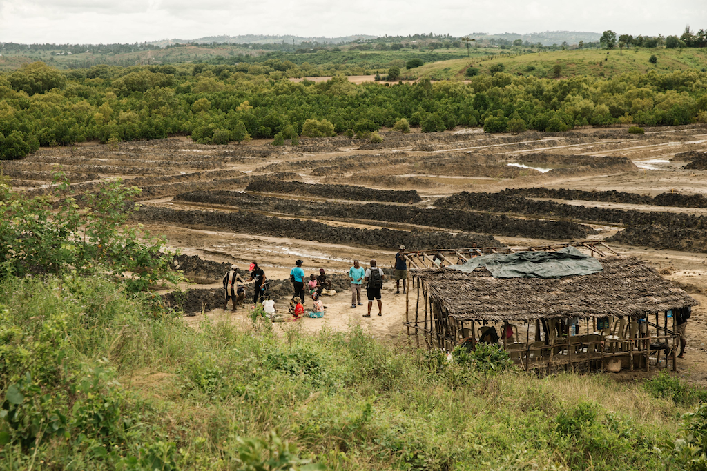 A landscape view of a tree planting area